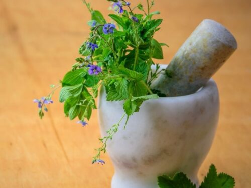 curso de plantas medicinais