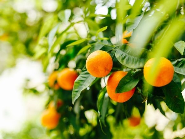 óleo essencial de tangerina benefícios